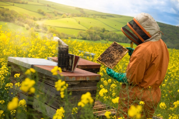 Independents de la Selva contra els pesticides perjudicials per les abelles